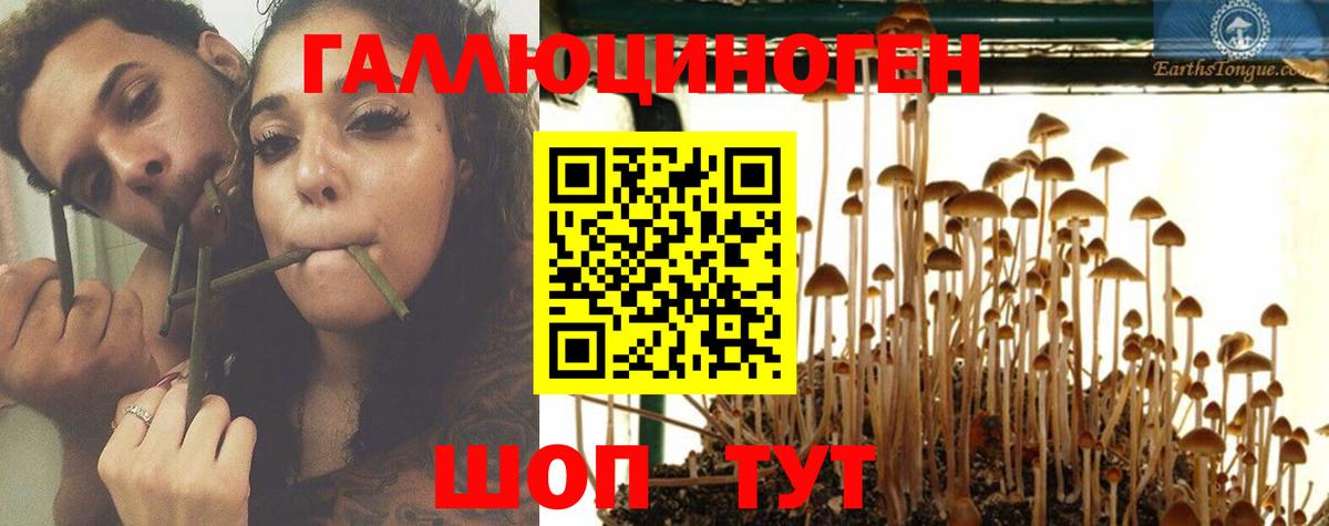 Галлюциногенные грибы Psilocybe  Курган 